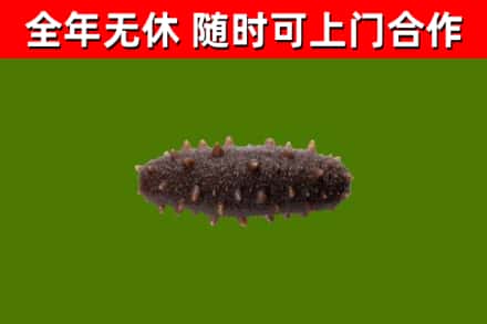 昌吉烟酒回收干海参.jpg